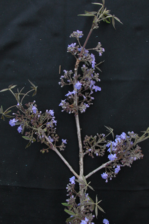 VItex sp1